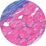 Colorações específicas