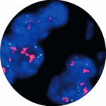 Hibridização In Situ